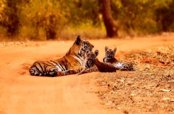 Safaris por la India