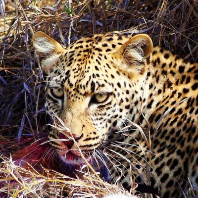 Tanzania, Safari Eco-Sostenible